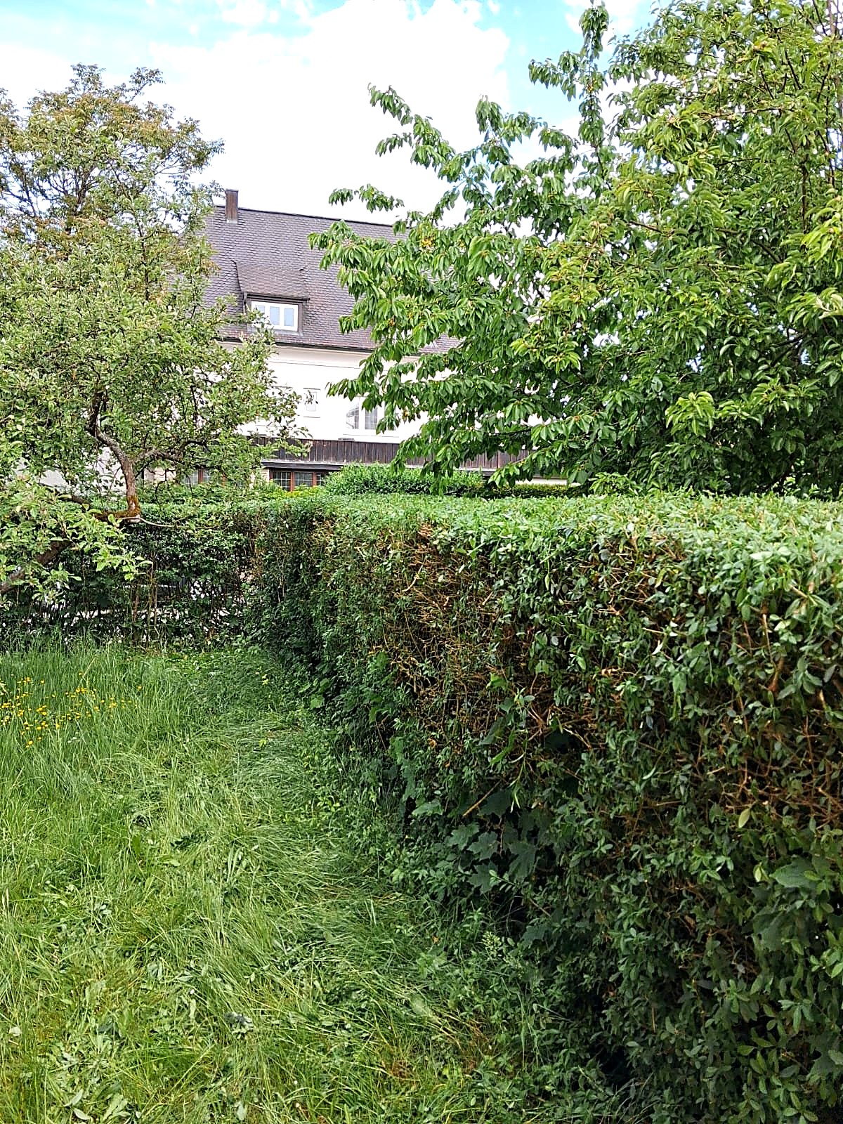 Heckenpflege – Ergebnis 3